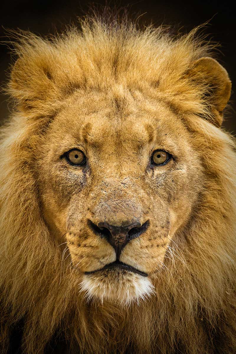 Male Lion Portrait with Intense Gaze Against Dark Background