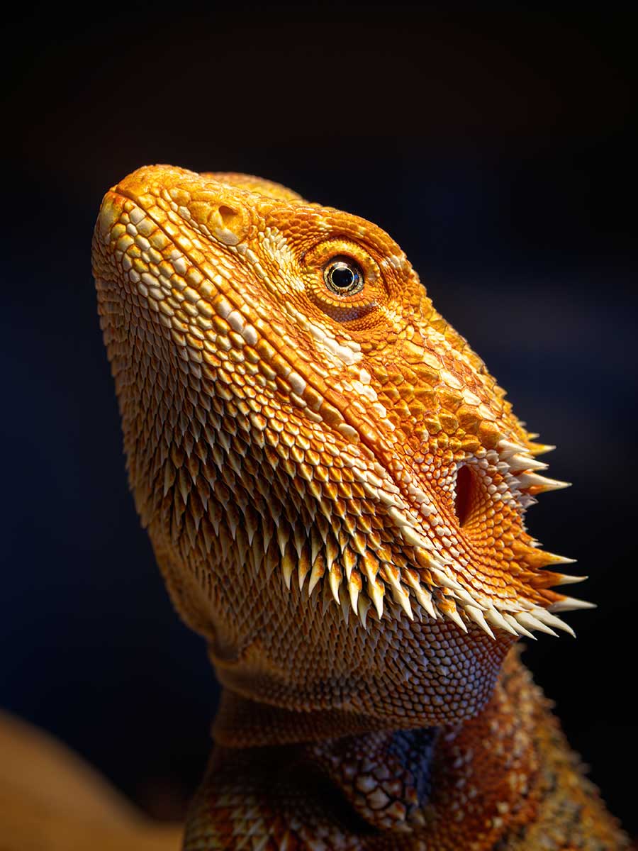 Close-Up Portrait of Bearded Dragon Lizard with Detailed Scales